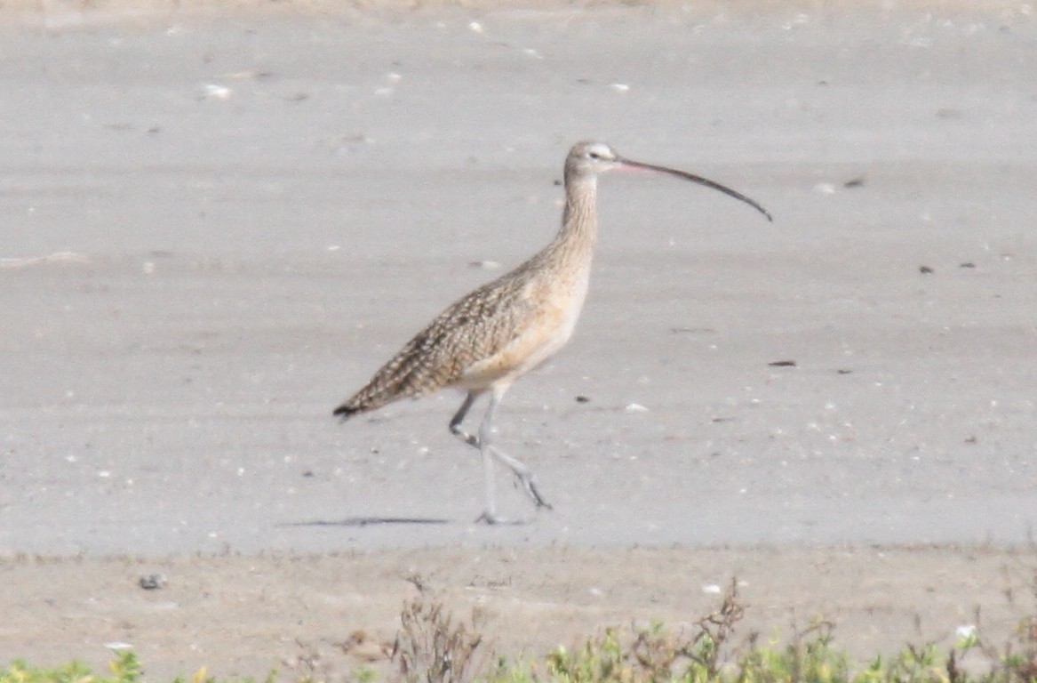 Long-billed Curlew - ML21324111