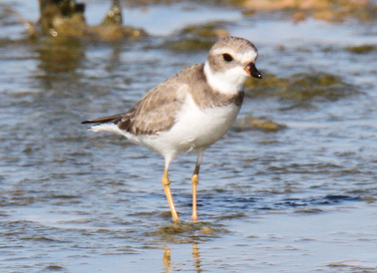Semipalmated Plover - ML21324131