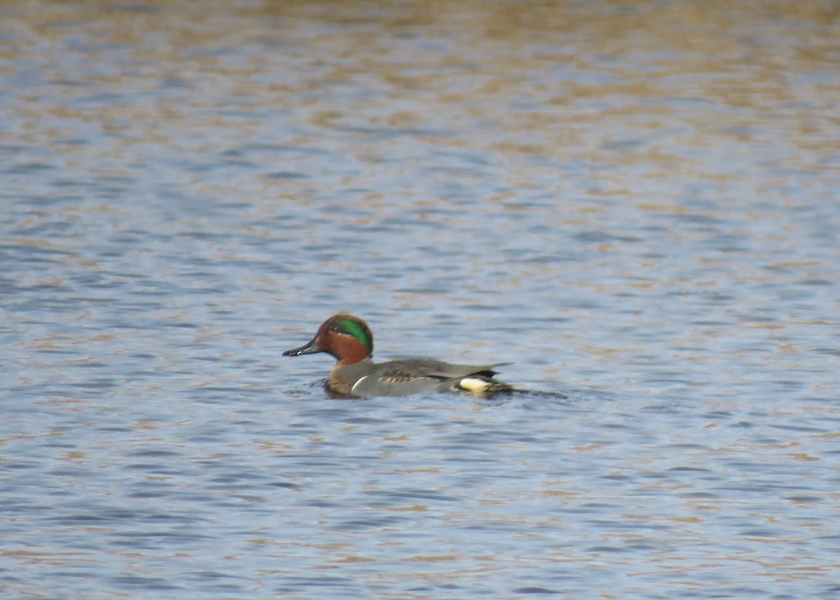 Green-winged Teal - Tom Boyle