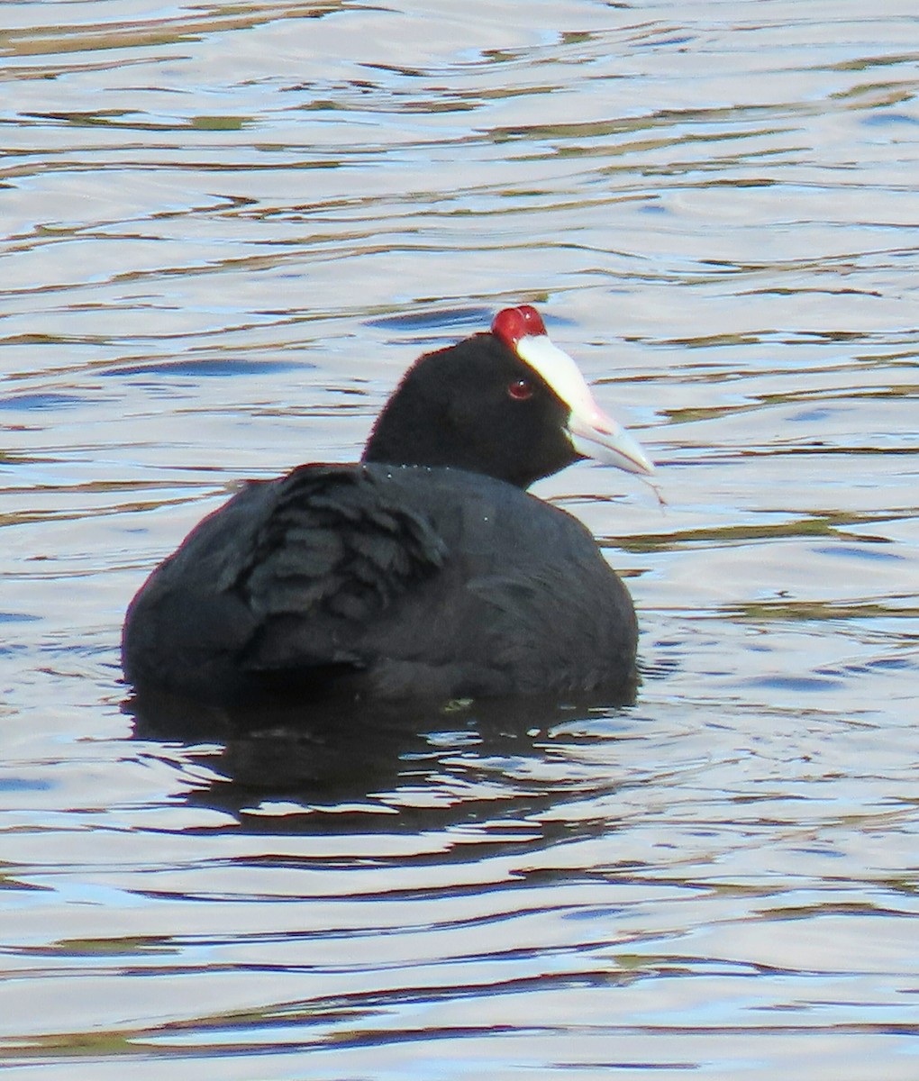 Red-knobbed Coot - ML213243061