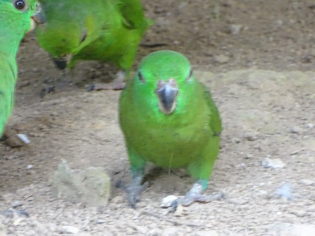 Папуга-горобець темнодзьобий - ML213245341
