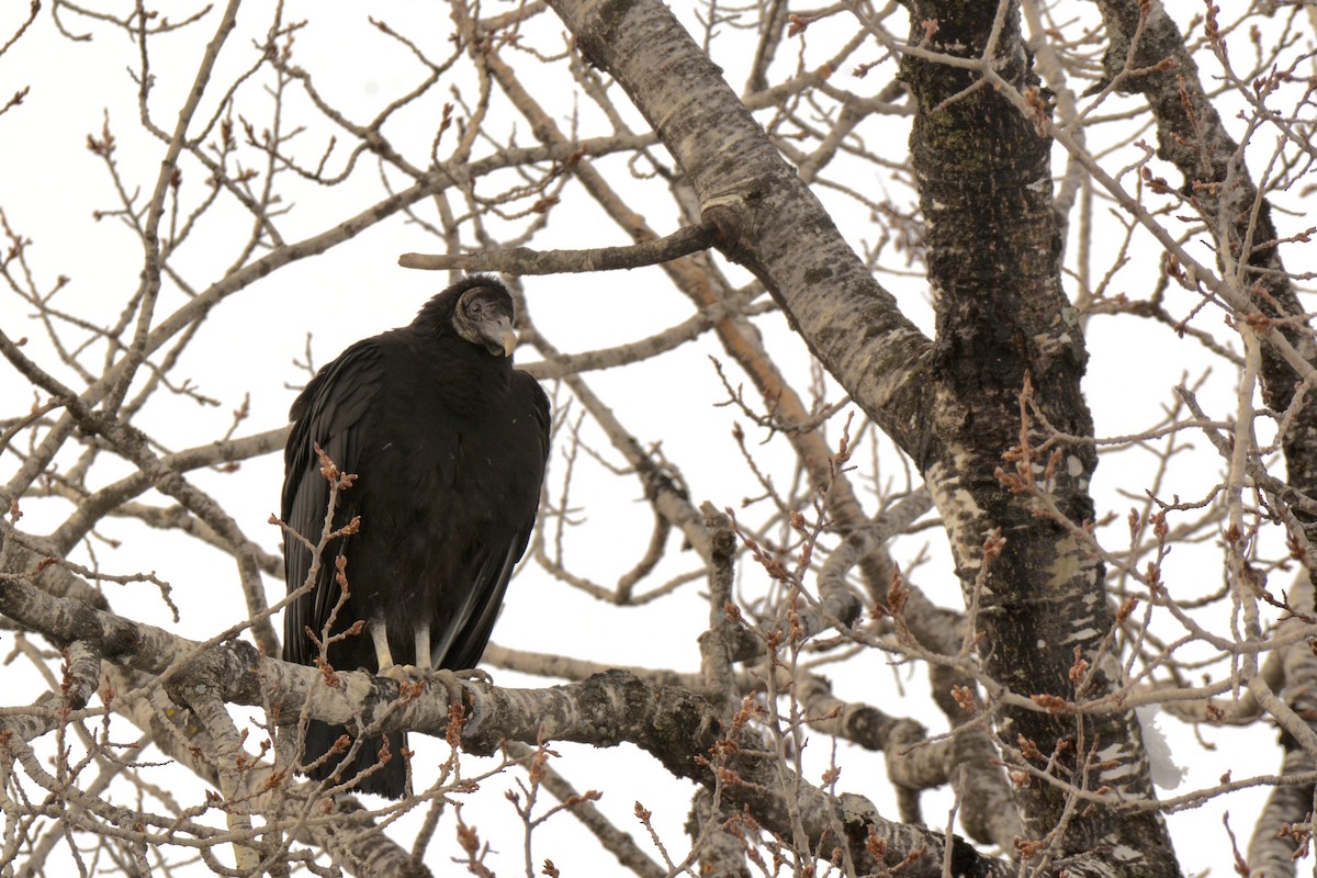 Black Vulture - Monica Siebert