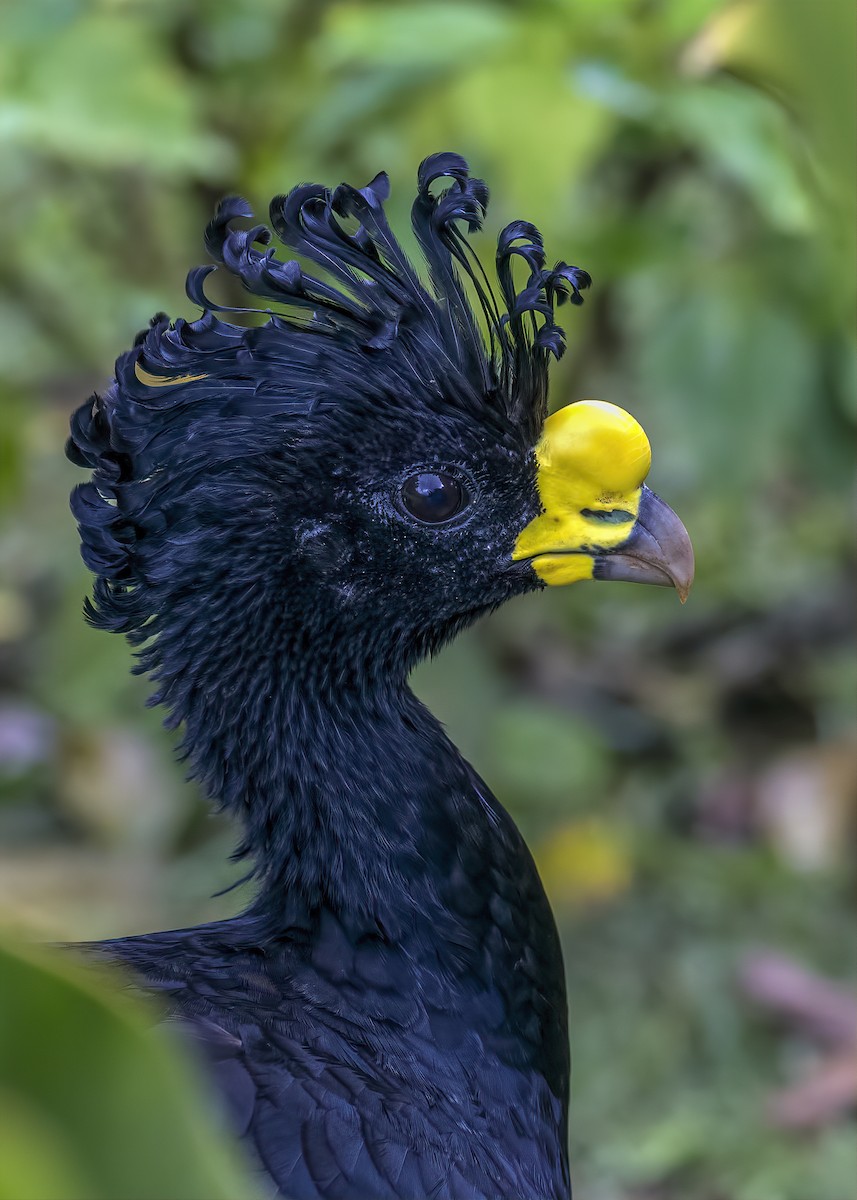 Great Curassow - Peter Arnold