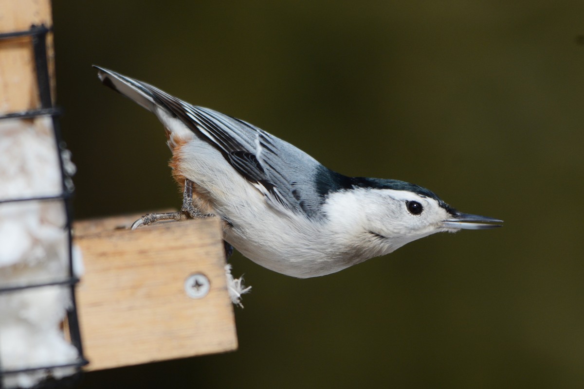 White-breasted Nuthatch - ML213253101