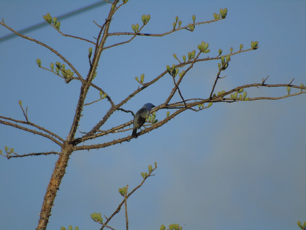 Yellow-winged Tanager - ML213253271