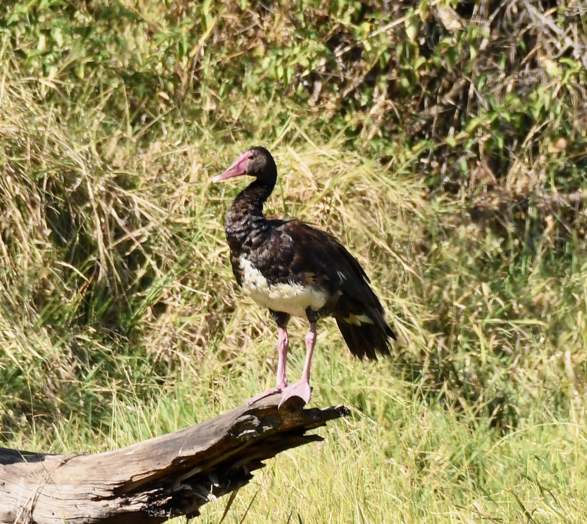Spur-winged Goose - ML213254691