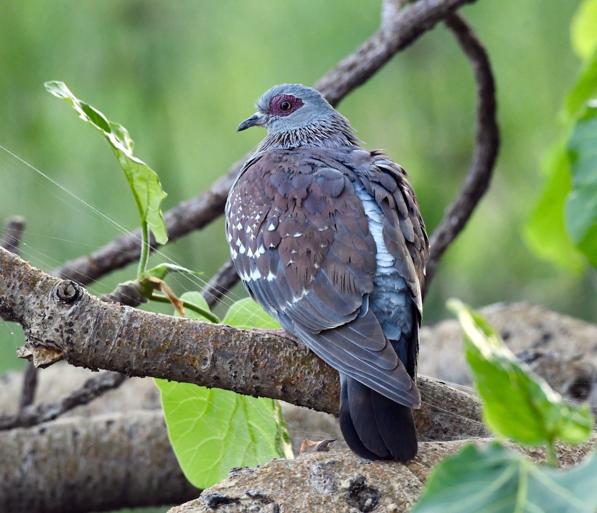 Speckled Pigeon - ML213254781