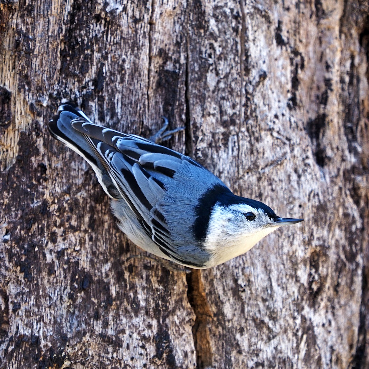 White-breasted Nuthatch - Gary Mueller
