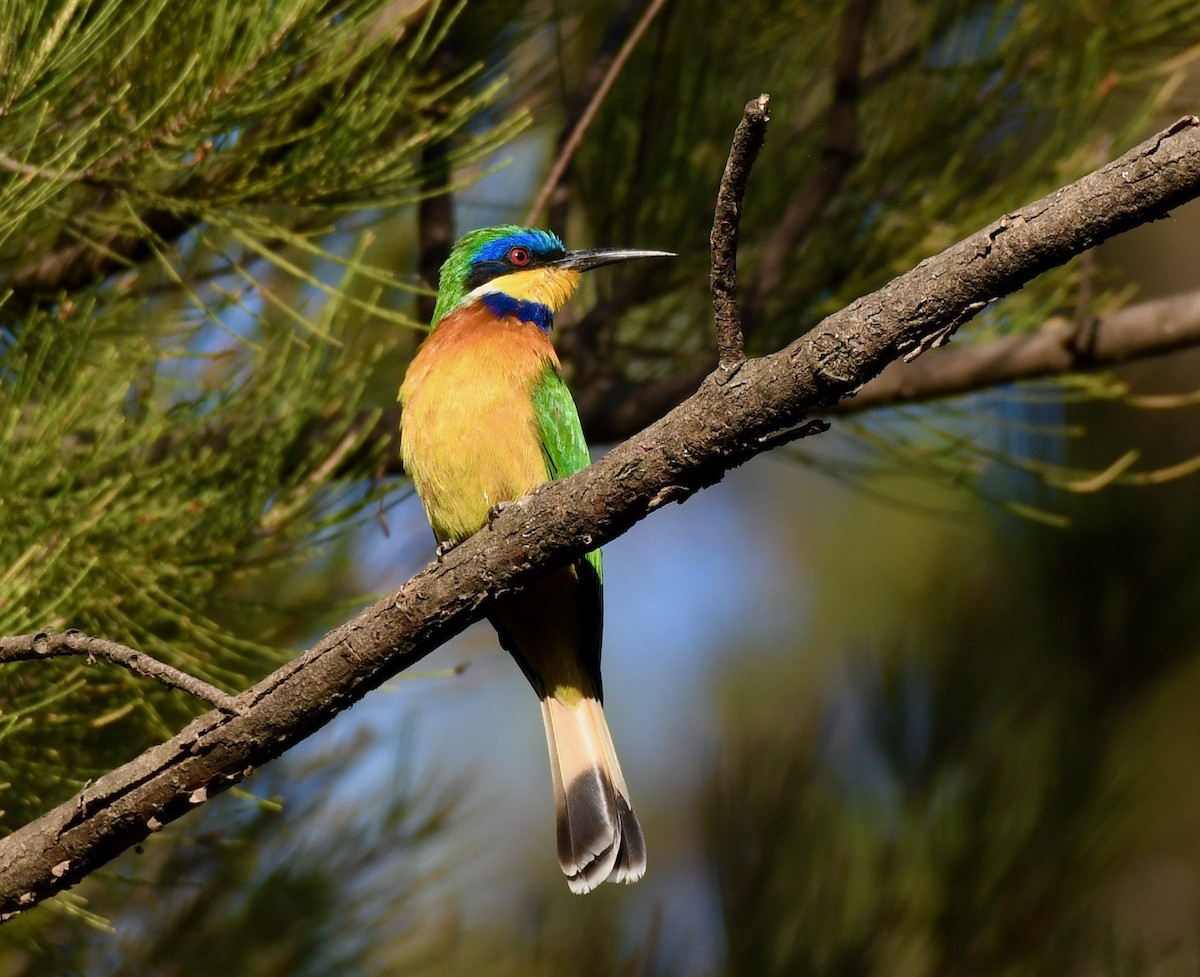 Ethiopian Bee-eater - Adam Dudley