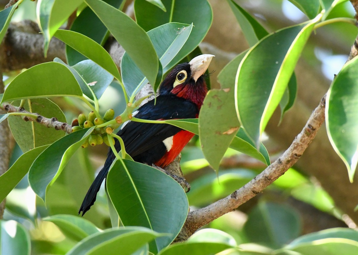 Double-toothed Barbet - ML213255311