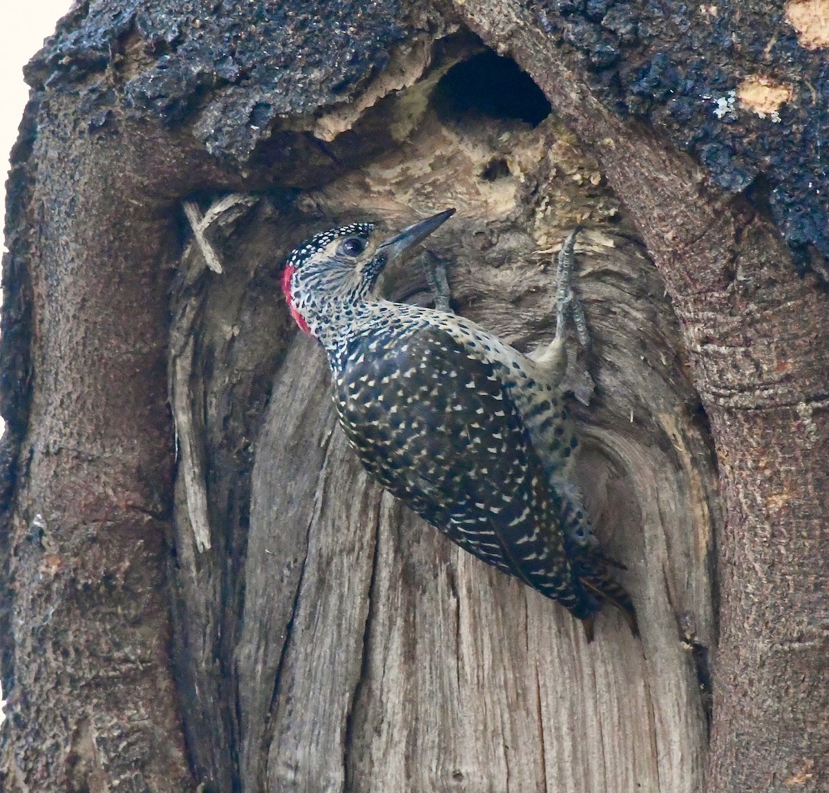 Nubian Woodpecker - ML213255331