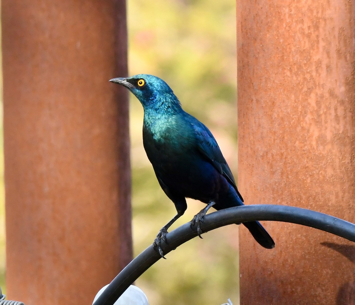 Greater Blue-eared Starling - ML213255571