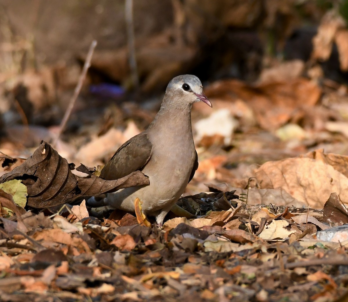Blue-spotted Wood-Dove - Adam Dudley