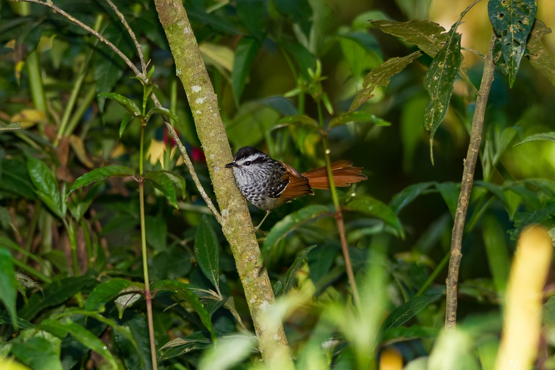 Rufous-tailed Antbird - ML213257801