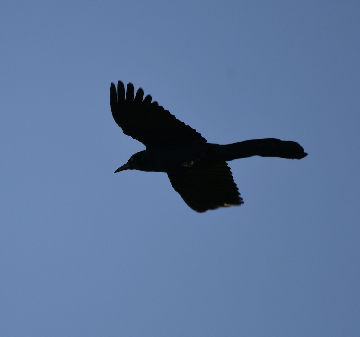 Great-tailed Grackle - ML213259861