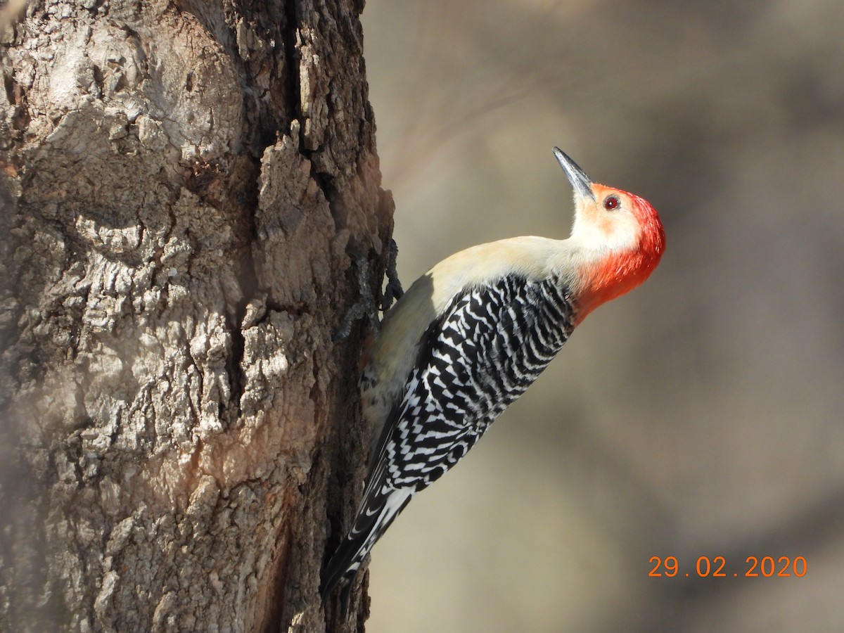Red-bellied Woodpecker - ML213259921