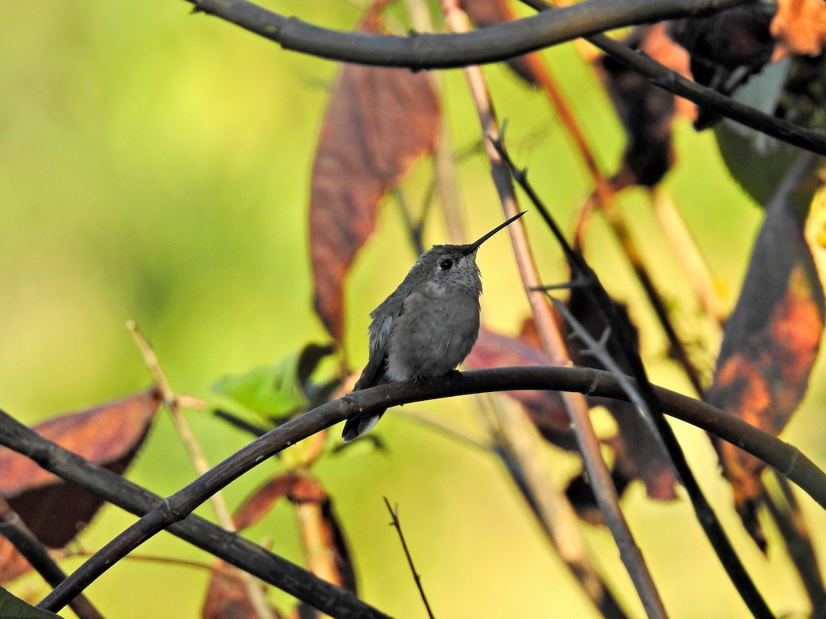 Broad-tailed Hummingbird - Nicola Cendron