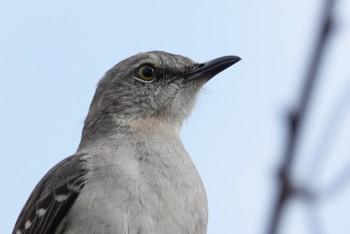 Northern Mockingbird - deborah grimes