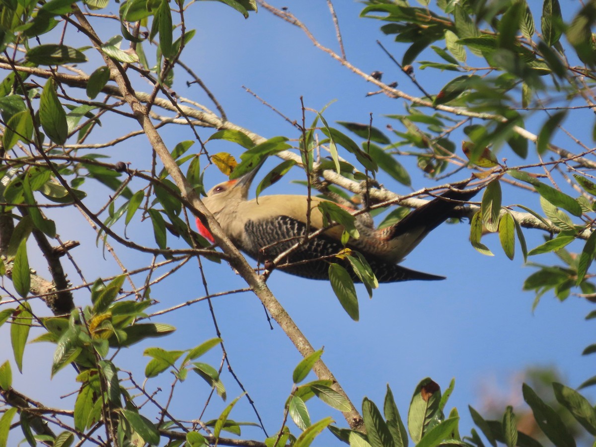 Golden-fronted Woodpecker - ML213263661