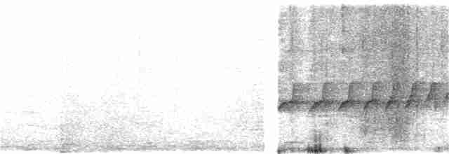 Weißkehl-Ameisenvogel - ML213264601