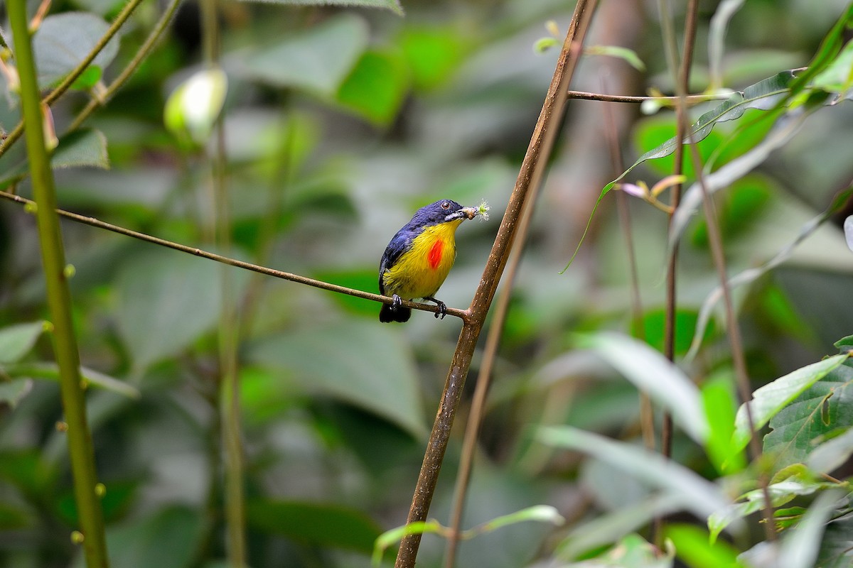Crimson-breasted Flowerpecker - Weber Tsai