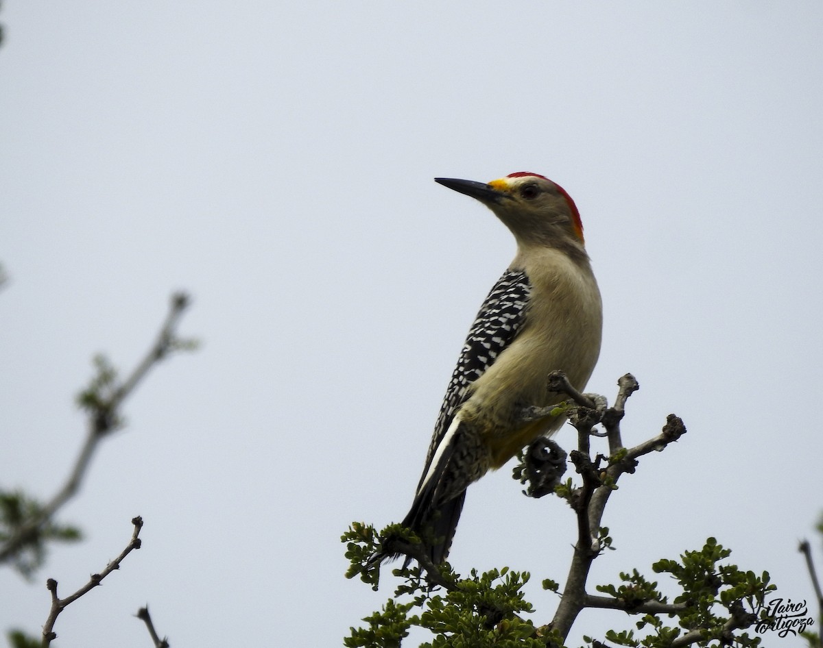 Golden-fronted Woodpecker - Jairo Ortigoza del Angel