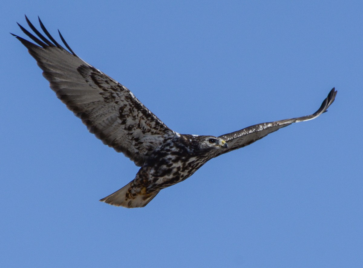 Red-tailed Hawk (Harlan's) - Brian Genge