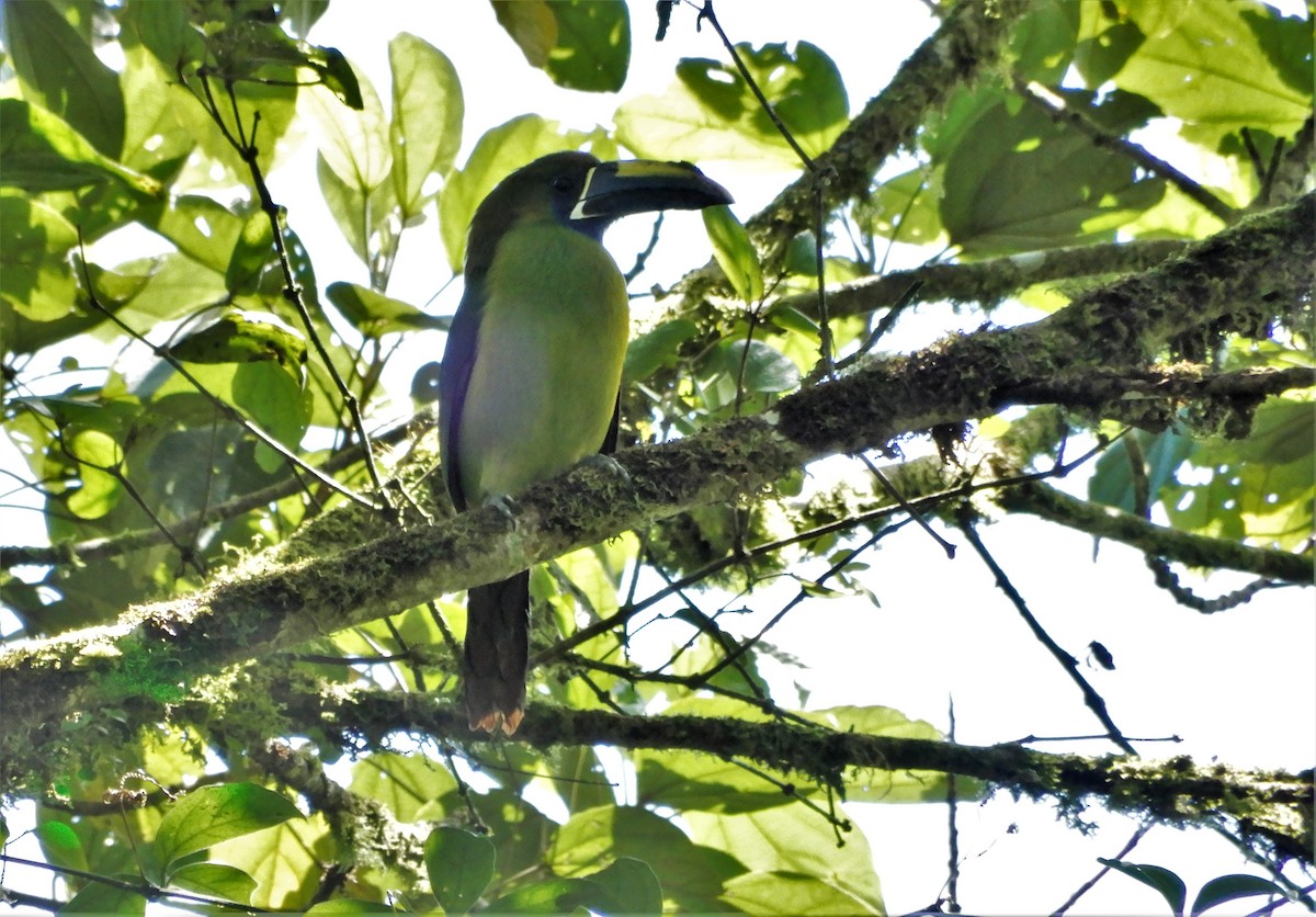 Northern Emerald-Toucanet (Blue-throated) - ML213267741