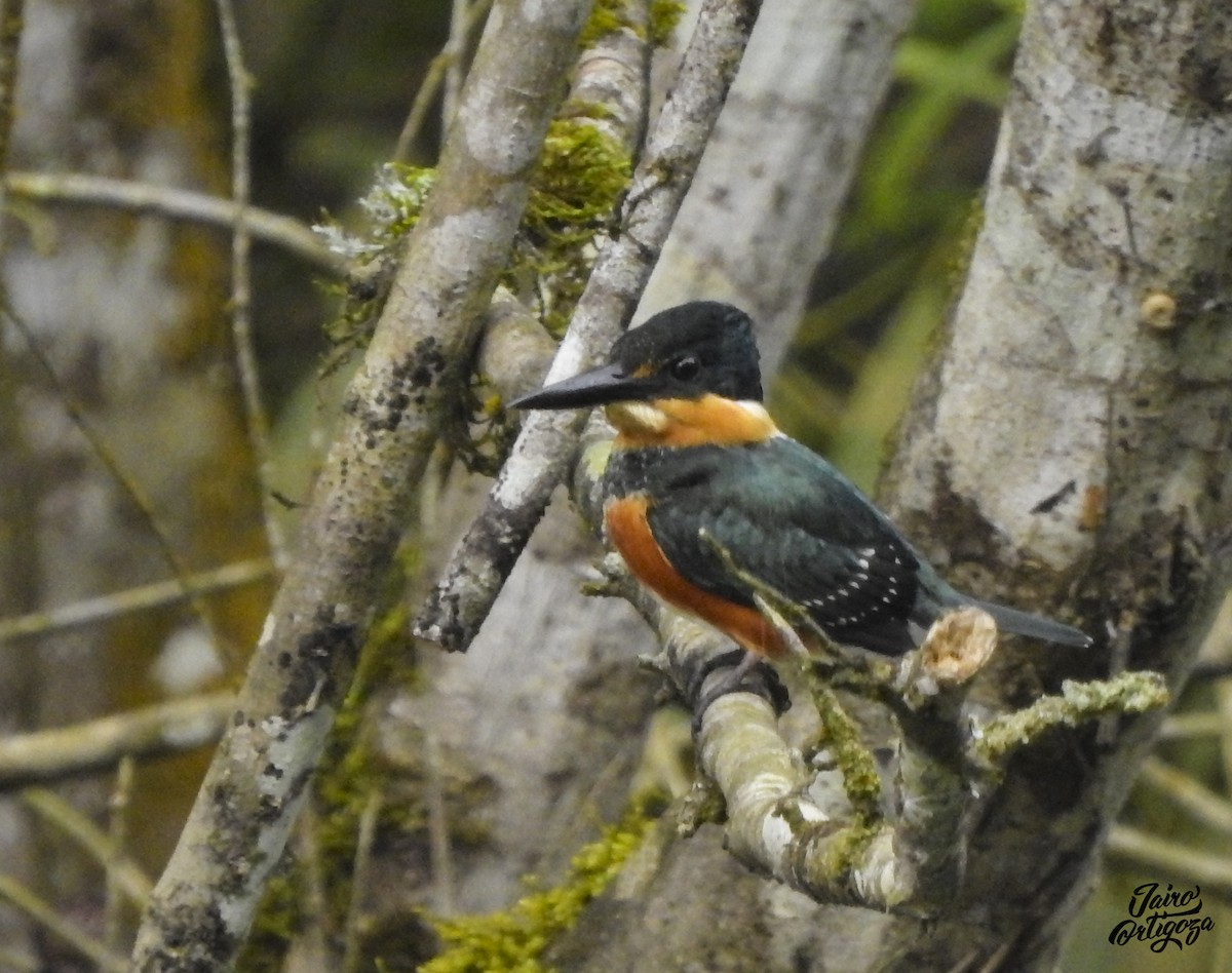 American Pygmy Kingfisher - Jairo Ortigoza del Angel