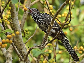  - Asian Koel