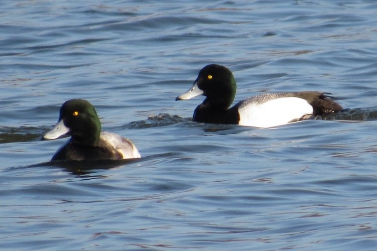 Greater Scaup - Larry Neily