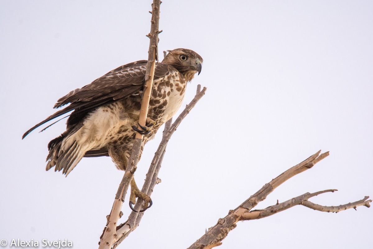 Red-tailed Hawk - ML21327931