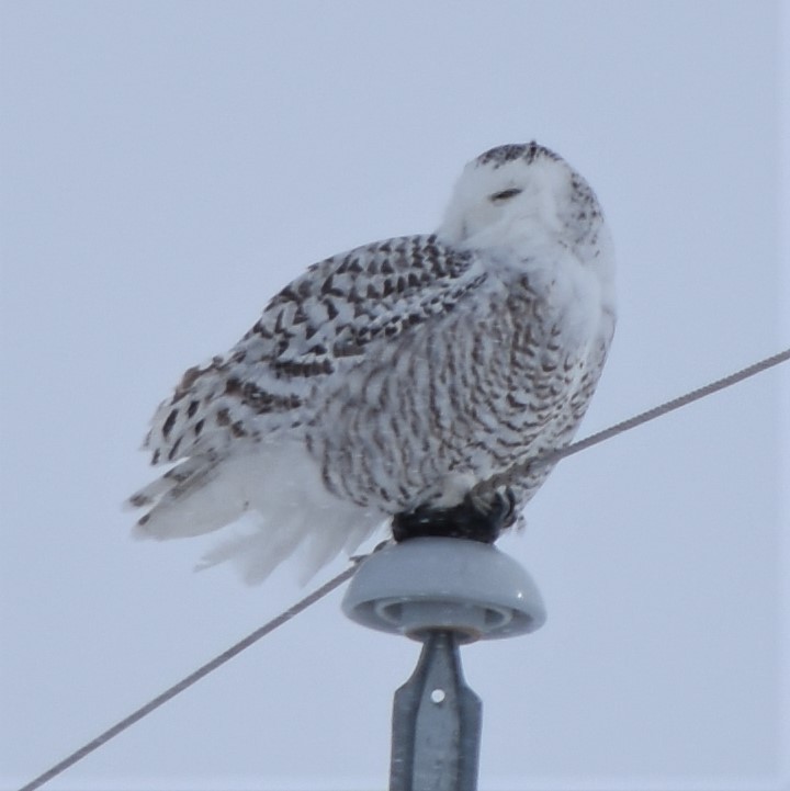 Snowy Owl - Gillian  Richards