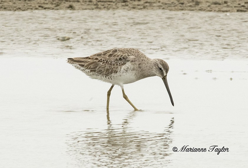 Long-billed Dowitcher - Marianne Taylor