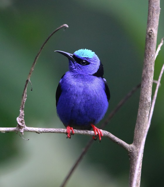 Red-legged Honeycreeper - eBird