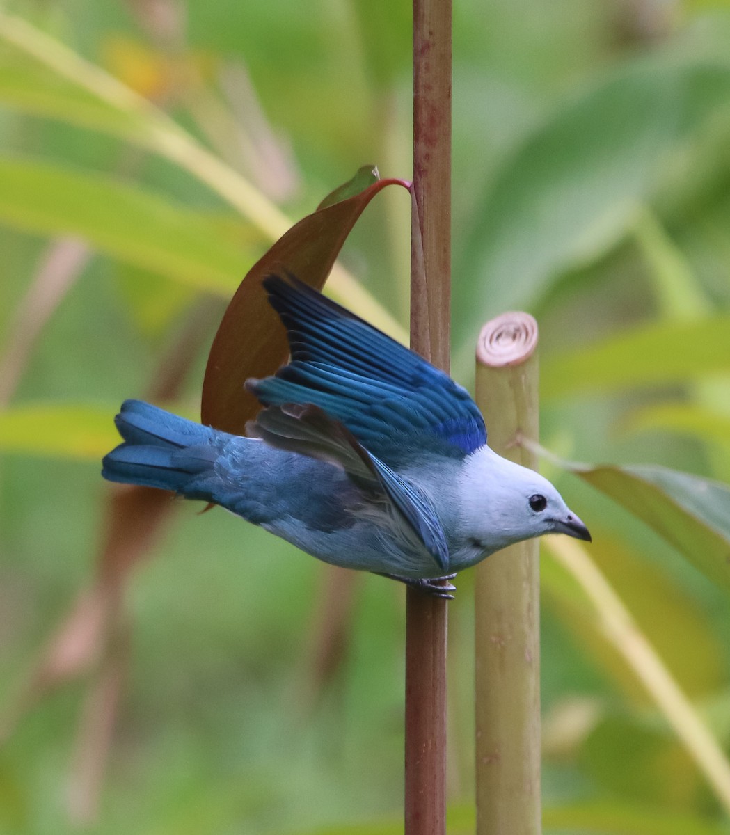 Blue-gray Tanager - ML213283991