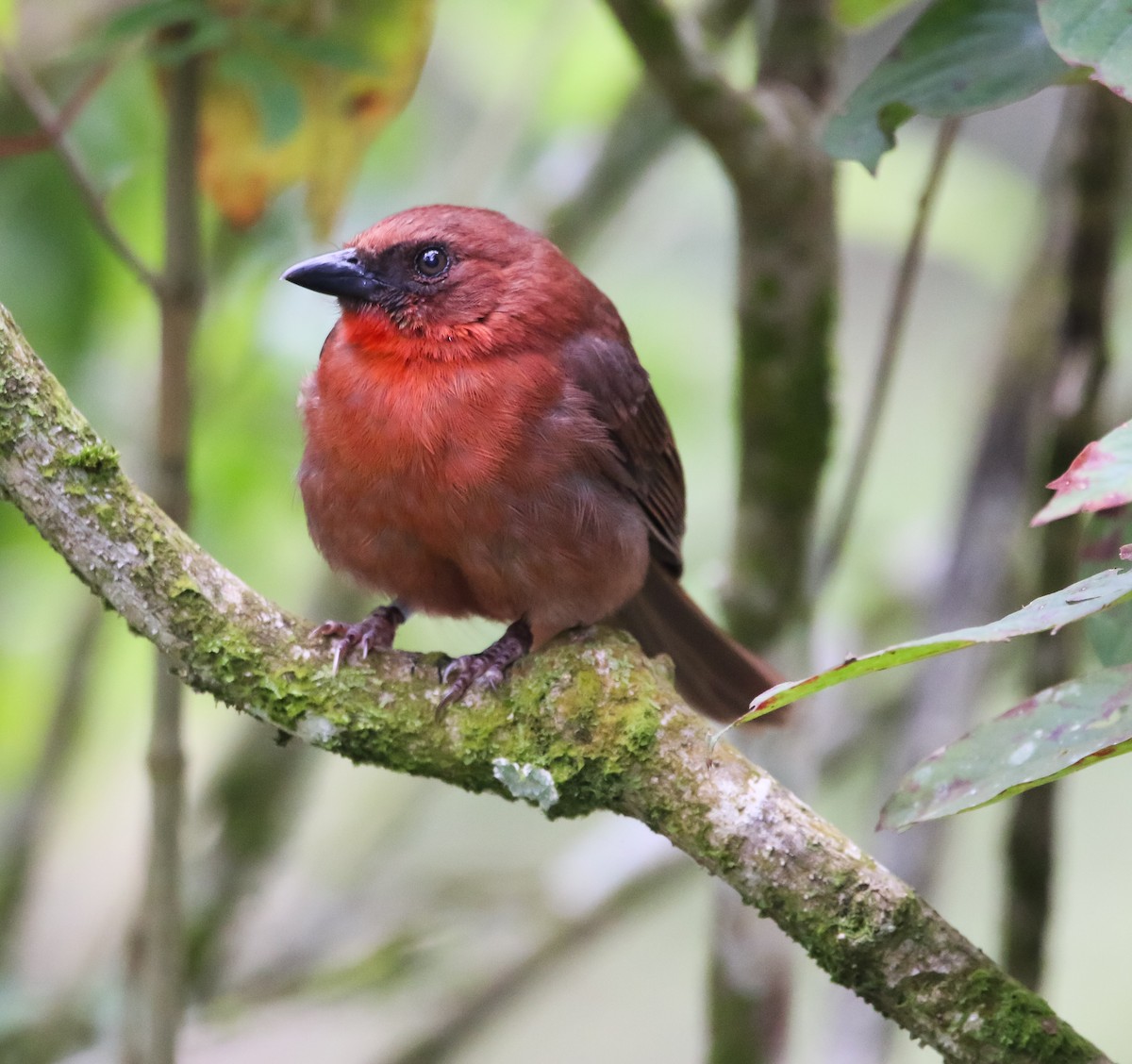 Red-throated Ant-Tanager - ML213284251