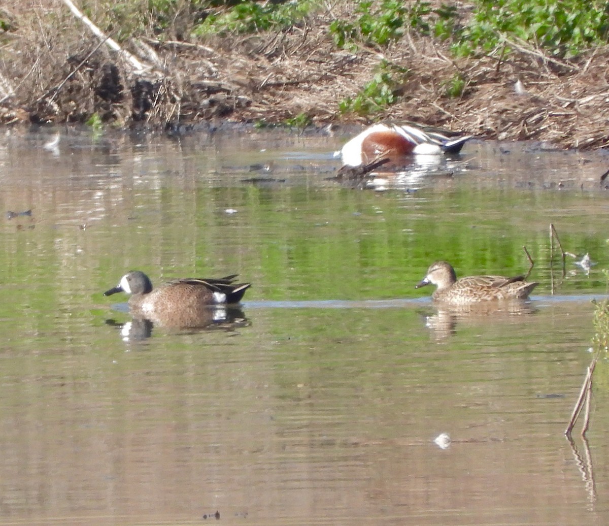 Blue-winged Teal - Pair of Wing-Nuts