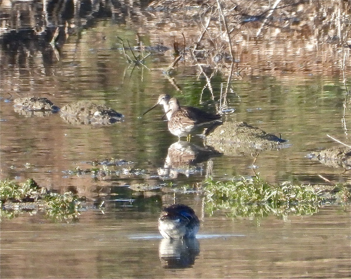 Long-billed Dowitcher - Pair of Wing-Nuts