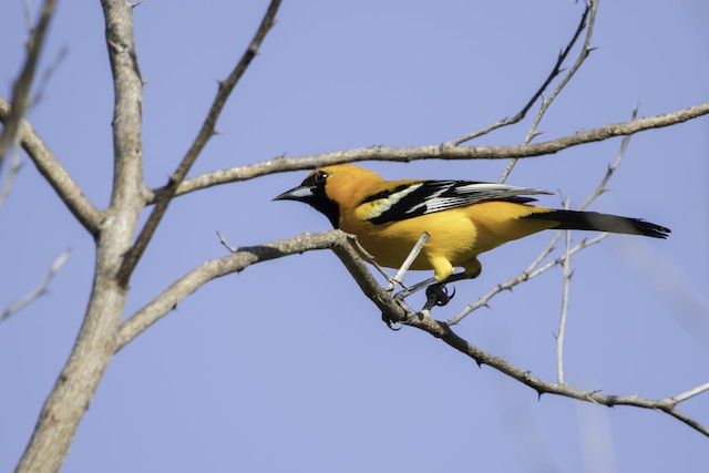 Orange Oriole - eBird