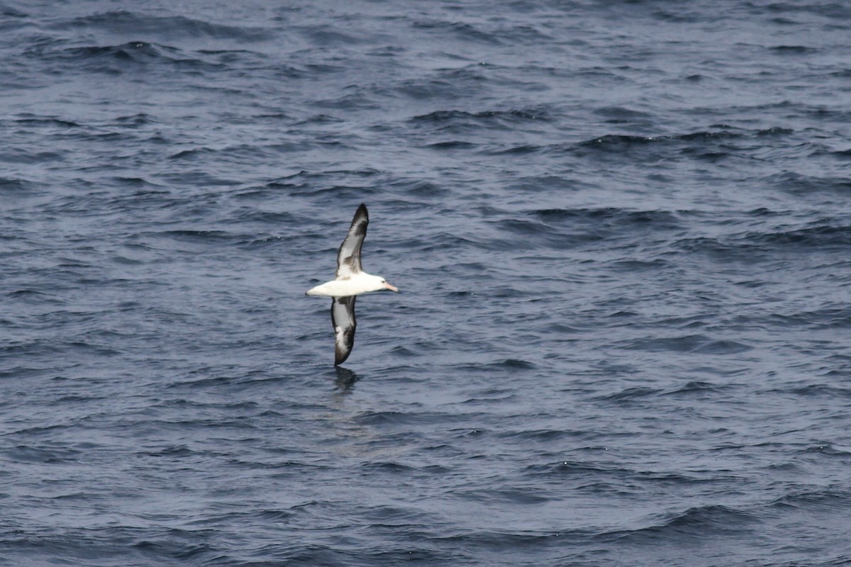 Laysan Albatross - ML213287941