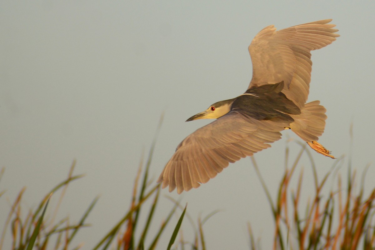 Black-crowned Night Heron - Jorge Dangel
