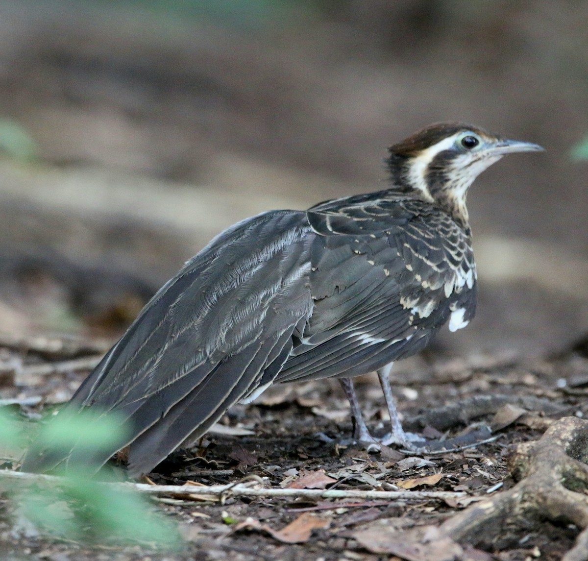 Pheasant Cuckoo - ML213289011