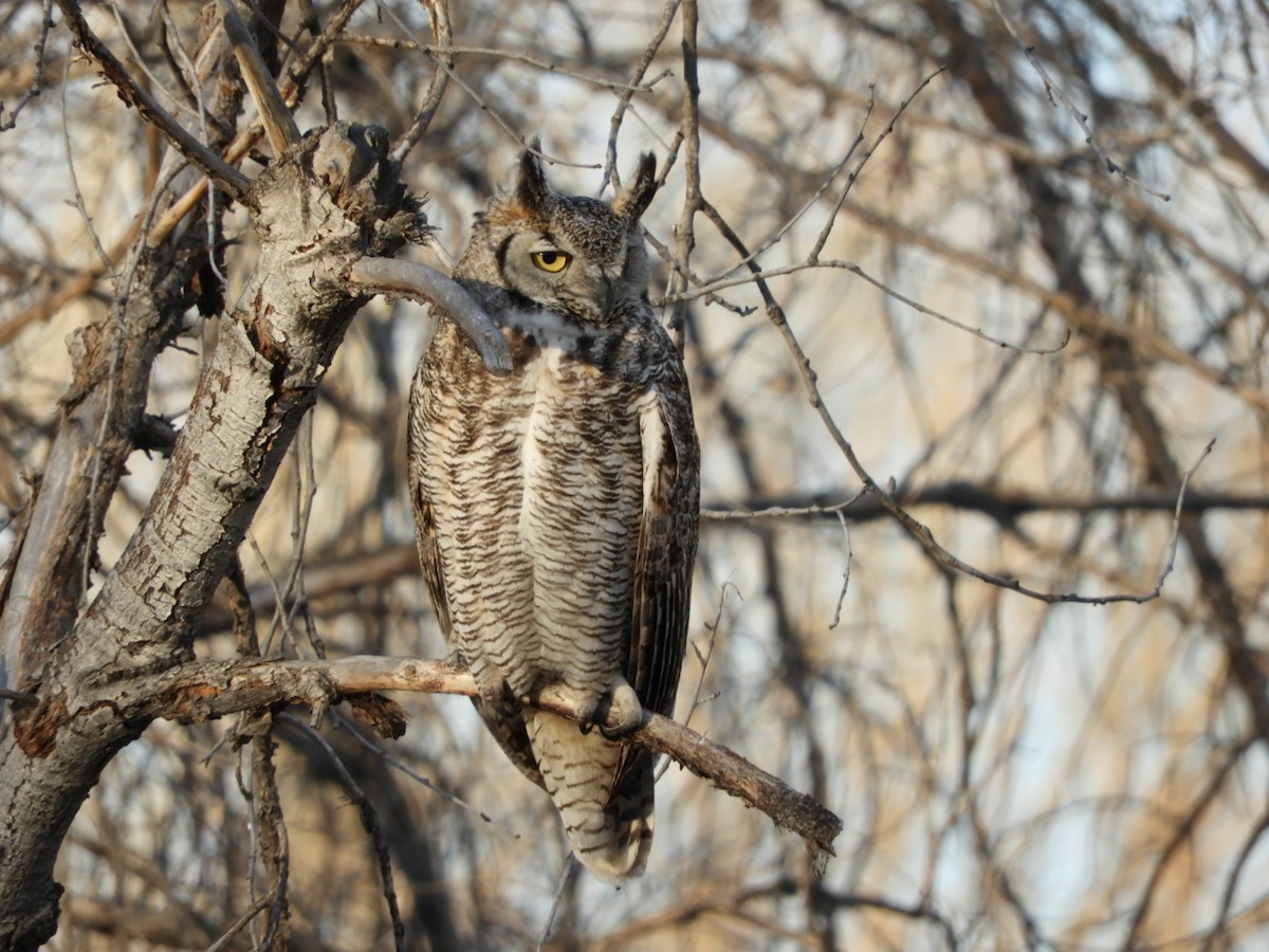 Great Horned Owl - ML213289541