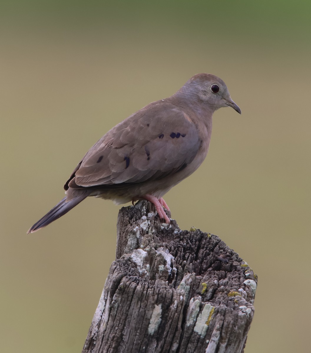 Plain-breasted Ground Dove - ML213289871
