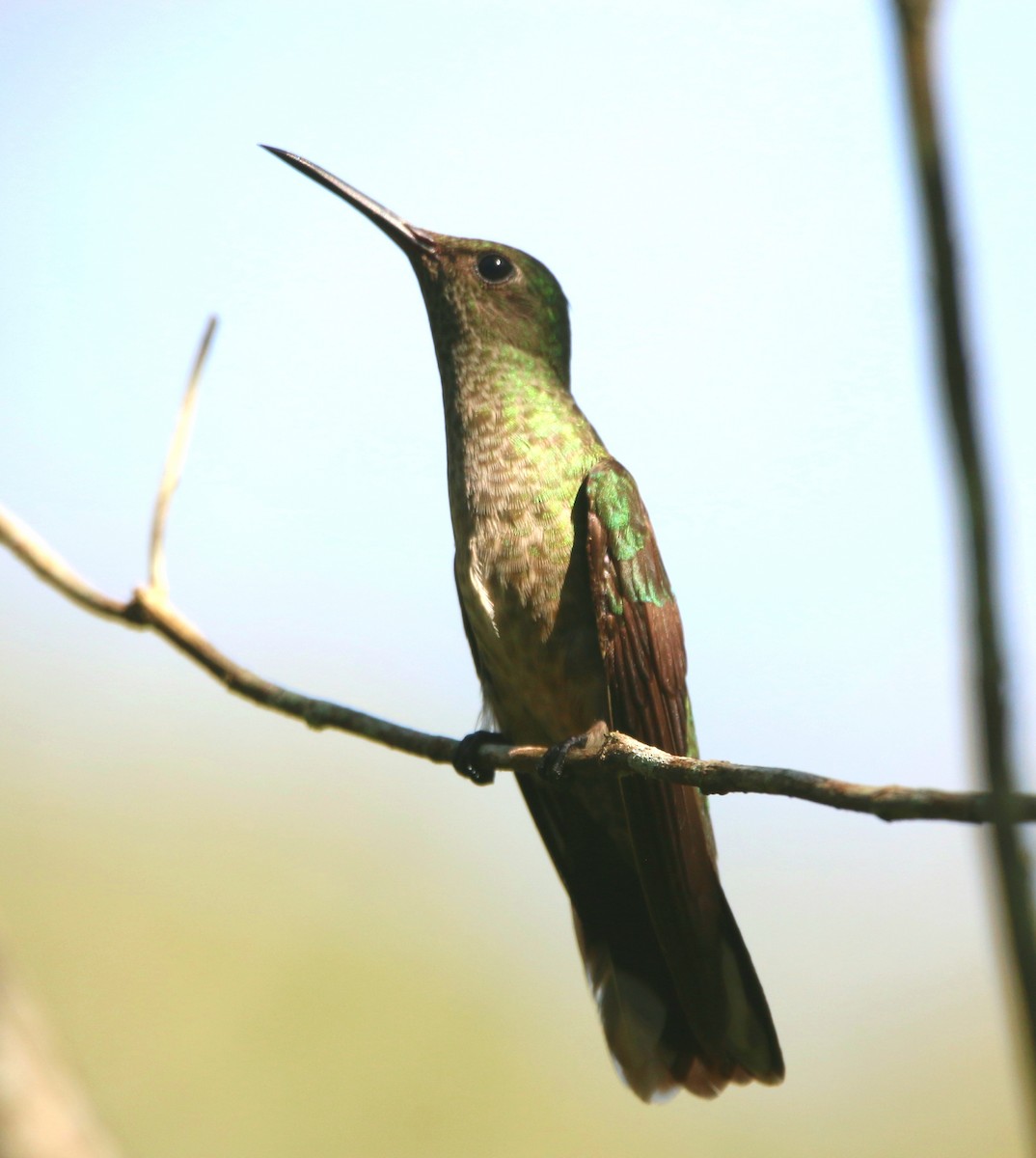 Scaly-breasted Hummingbird - Isaias Morataya