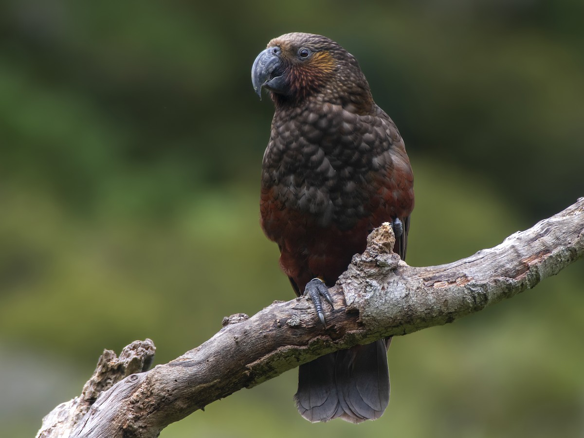 New Zealand Kaka - Nestor meridionalis - Birds of the World