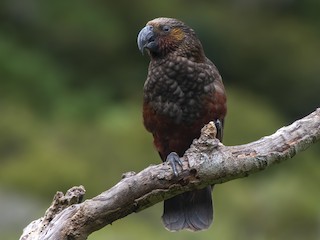  - New Zealand Kaka