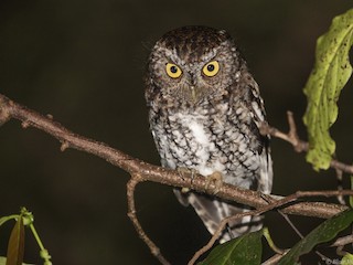  - Bearded Screech-Owl