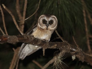  - Unspotted Saw-whet Owl